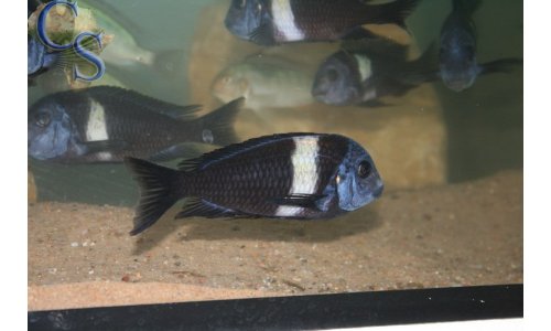 Tropheus duboisi (weiße binde)
